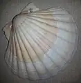Jakobsmuschel (Pecten jacobaeus)