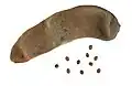 Frucht und Samen von Piliostigma thonningii