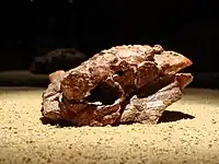 Jugendlicher Schädel P. grangeri