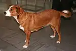 Österreichischer Kurzhaarpinscher
