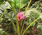 Rosa Zwergbananen (Musa velutina)