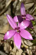 Pink Enamel Orchid