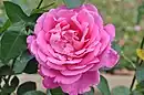 'Pink Peace', 1958