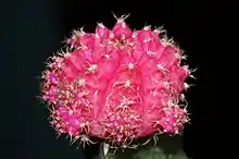 2023 Gymnocalycium friedrichii ‘Hibotan’
