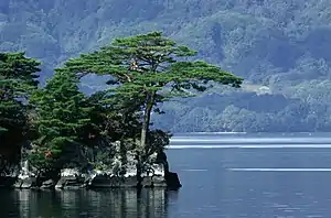 Die Japanische Rotkiefer ist der am weitesten verbreitete Nadelbaum Japans.