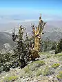Langlebige Kiefer (Pinus longaeva)