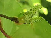 versch. Pfefferfrüchte (Piper excelsum, Piper peltatum, Piper umbellatum,  Piper regnellii)