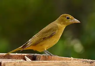 Weibchen