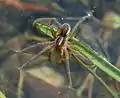 Männliche Piratenspinne (Pirata sp.)