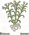 Piretrum. Herbarius Moguntinus 1484