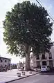 Platane