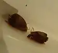 Luftblasen unter der Gehäuseoberfläche bei P. scalaris