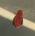 P. scalaris gleitet unterhalb der Wasseroberfläche entlang.