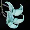 Große und ungewöhnlich gefärbte Blüte von Strongylodon macrobotrys