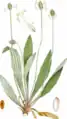 Illustration aus Billeder af Nordens flora