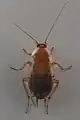 Die Tanger-Waldschabe (Planuncus tingitanus) stammt ursprünglich aus Nordafrika und konnte sich weit in Süd- und Mitteldeutschland etablieren. Im Bild zu sehen ist ein Weibchen.