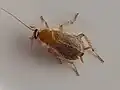 Ein adultes Exemplar