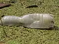 Plastikflasche in der Lahinja bei Gradac