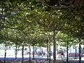 Platanenwäldchen im Park des Jüdischen Museums