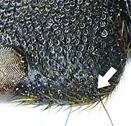 Abb. 7: Nabelpunkte Kopf Platydracus stercorarius