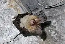 Braunes Langohr, Fledermaus des Jahres 2022,2023
