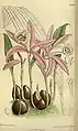 Pleione pricei, Tafel 8729 (1917)