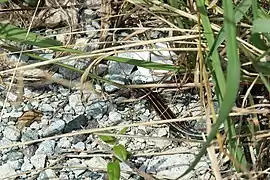 Juveniles Exemplar im Süden der Izu-Halbinsel