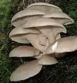 Austern-SeitlingPleurotus ostreatus