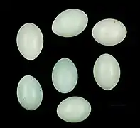 Eier