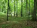 Im Wald bei Czarna Białostocka