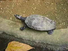 Terekay-Schienenschildkröte