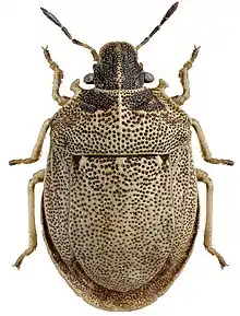 Hakenwanze (Podops inunctus)
