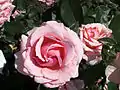 ‘Poesie’, Jackson & Perkins, 1988