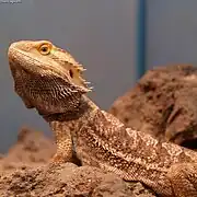 Streifenköpfige Bartagame