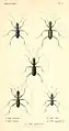 Psilocera goudotii (Figur 4)