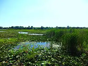 Blick vom Steg auf die Schilf- und Sumpflandschaft des Point-Pelee-Nationalparks. Die Vielfältigkeit der hier auffindbaren Spezies ist einzigartig.