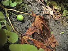 Eine unreife Frucht
