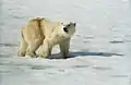 Eisbär am Hornsund