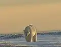 Nahender Eisbär