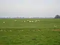 Polder der Gemeinde Vlist