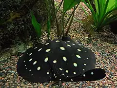 Leopoldsrochen
