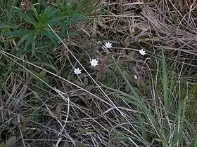 Siebenstern, Symbol des Naturschutzgebietes