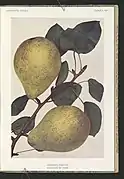 Polska pomologa 1921