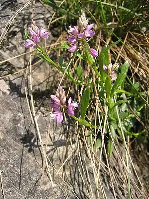 Bittere Kreuzblume (Polygala amara)