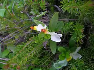 Buchsblättrige Kreuzblume