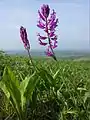 Groß-Kreuzblume (Polygala major), in Österreich gefährdet