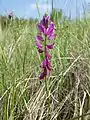 Groß-Kreuzblume (Polygala major)
