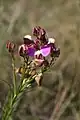 Polygala myrtiolam