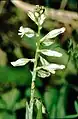 Polygala vulgaris subsp. oxyptera