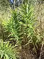 Quirl-Weißwurz (Polygonatum verticillatum)